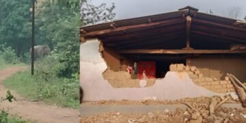 मंजिगड टोल्यात टस्कर हत्तीचा धुमाकूळ घरांची तोडफोड, कुटुंब भर पावसात बेघर.