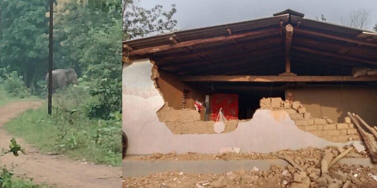 मंजिगड टोल्यात टस्कर हत्तीचा धुमाकूळ घरांची तोडफोड, कुटुंब भर पावसात बेघर.