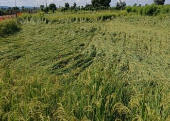 अवकाळी पावसामुळे अनेक शेतकऱ्यांचे धानपीकाचे अतोनात नुकसान.