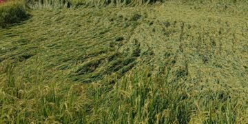 अवकाळी पावसामुळे अनेक शेतकऱ्यांचे धानपीकाचे अतोनात नुकसान.