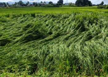 अवकाळी पावसामुळे अनेक शेतकऱ्यांचे धानपीकाचे अतोनात नुकसान.