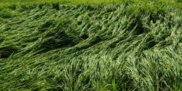 अवकाळी पावसामुळे अनेक शेतकऱ्यांचे धानपीकाचे अतोनात नुकसान.