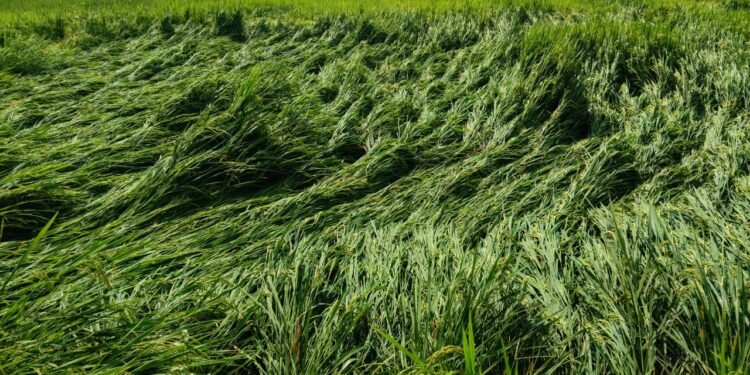 अवकाळी पावसामुळे अनेक शेतकऱ्यांचे धानपीकाचे अतोनात नुकसान.