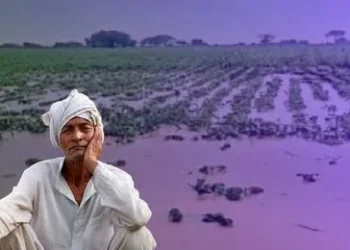 दिवाळीपूर्वी शेतकऱ्यांच्या खात्यात भरपाई देण्याचा दावा फोल ! फक्त 30 टक्केच शेतकऱ्यांच्या खात्यात निधी जमा.