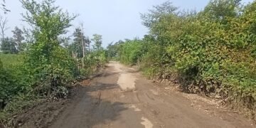 राजाराम – गोलाकर्जी मार्गाची दुरवस्था; खड्ड्यांमुळे अपघात, झुडपांमुळे धोका वाढला.