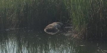 हिंगणघाट तालुक्यातील सेलू मुरपाड शिवारात पट्टेदार वाघाचा मृतदेह आढळून आल्याने खळबळ.