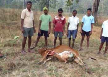 कोडसेपल्ली उपक्षेत्रात हिंस्त्र वन्यप्राण्याच्या हल्यात पुन्हा एक गाय ठार.