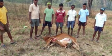 कोडसेपल्ली उपक्षेत्रात हिंस्त्र वन्यप्राण्याच्या हल्यात पुन्हा एक गाय ठार.