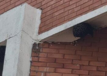 शाळेतील विद्यार्थ्यावर मधमाशांचा हल्ला; 20 विद्यार्थी जखमी.