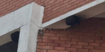 शाळेतील विद्यार्थ्यावर मधमाशांचा हल्ला; 20 विद्यार्थी जखमी.