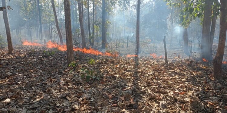 उन्हाळ्याची चाहूल लागताच  परिसरात जंगलाला मोठी आग; जीवजंतू व औषधी वनस्पतींना मोठा धोका.