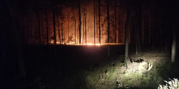 जंगलाला लागली आग, वनविभागाला कधी येईल जाग.