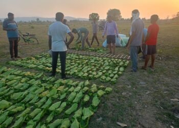 आज पासून राजाराम (खां)परिसरात तेंदूपत्ता संकलन सुरु.